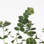 Gum Bush - 2 Pcs. - Eucalyptus Pulverulenta 'baby Blue' - Height 35-45cm - ⌀15cm