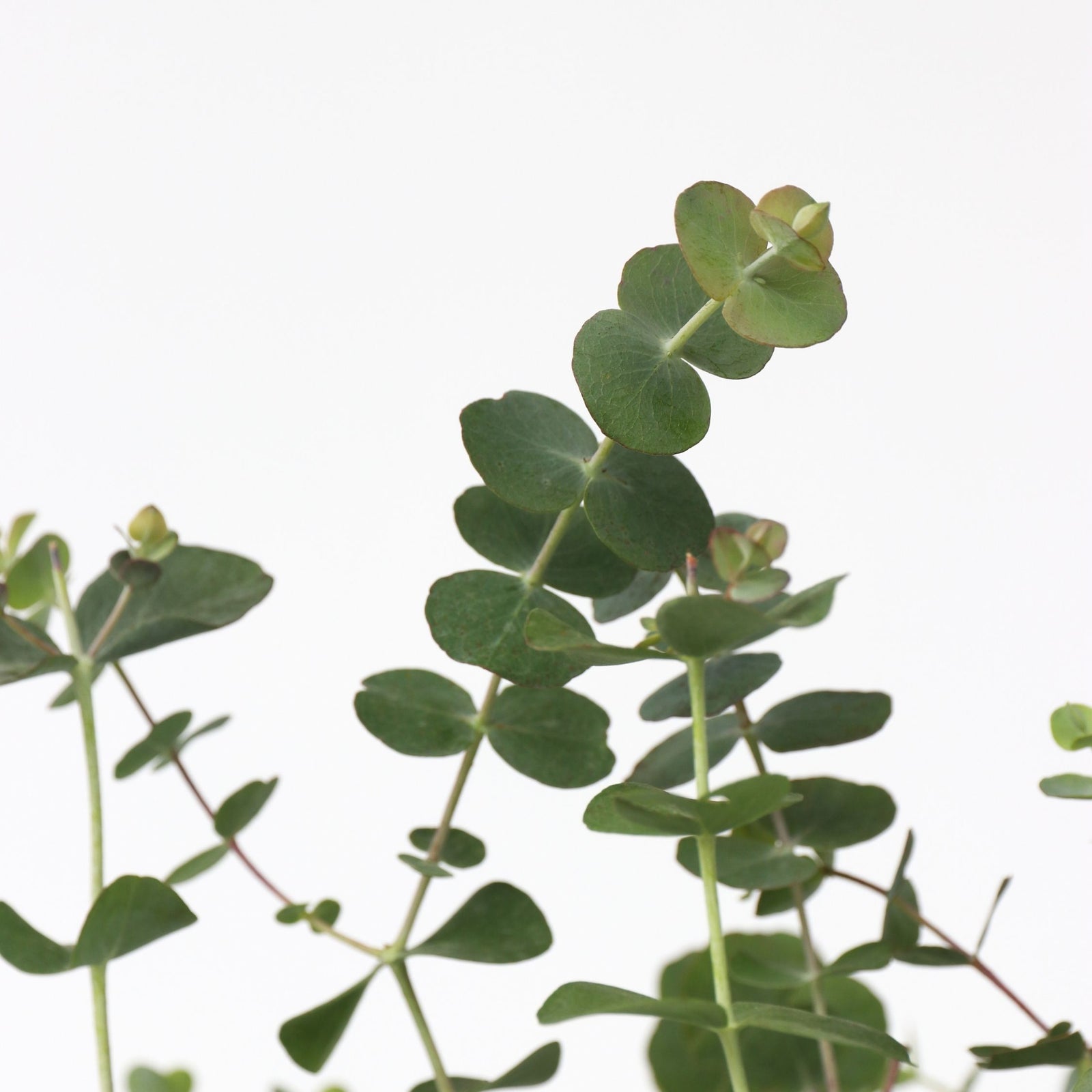Gum Bush - 2 Pcs. - Eucalyptus Pulverulenta 'baby Blue' - Height 35-45cm - ⌀15cm