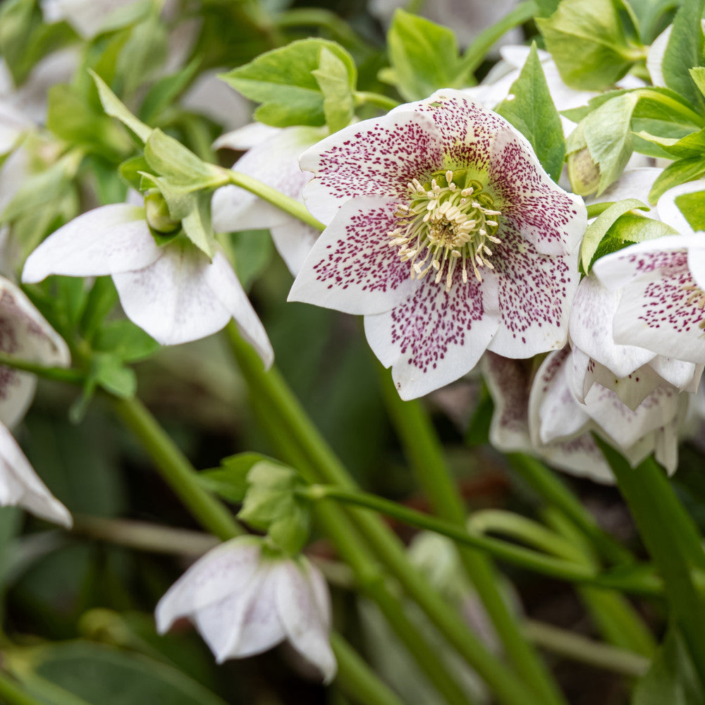 Helleborus Pretty Ellen Spotted | Set-of-1 | Light Pink