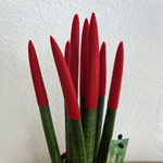Snake Plant Velvet Touch - Sansevieria Cylindrica - Height 20-40cm - ⌀9cm | Red