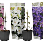 Leather Flower - Clematis Hybrid - Height 25-40cm - ⌀9cm | Set of 3 | Purple