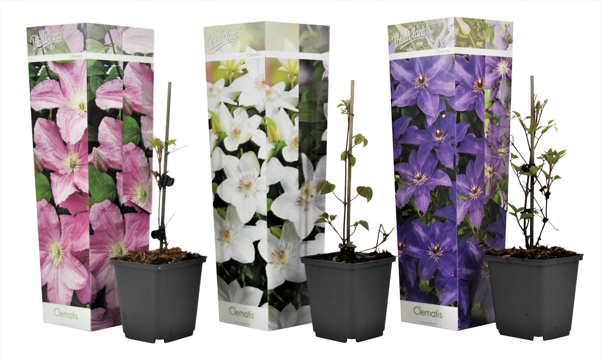 Leather Flower - Clematis Hybrid - Height 25-40cm - ⌀9cm | Set of 3 | Purple