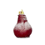 Amaryllis - Hippeastrum 'wax Snow Red' - Flower Bulb - Red
