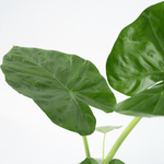 Elephant's Ear - Alocasia 'macrorrhizos' - Height 60-70cm - ⌀17cm | Set-of-1 | Green