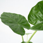 Elephant's Ear - Alocasia 'macrorrhizos' - Height 60-70cm - ⌀17cm | Set-of-1 | Green
