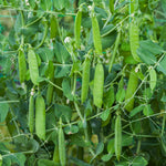 Season-long Pea Collection — 3 Varieties Multi-sown | 12 x Plug Plants | Green
