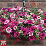 Thompson & Morgan Eton Mess Preplanted Hanging Basket 14in (35cm) X 1