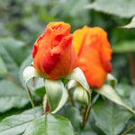 Rose 'golden Beauty' Floribunda (golden-orange, Rhs Agm) | 1 x Bare Root | Orange