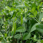 Pea Hurst Green Shaft | 300 Seeds