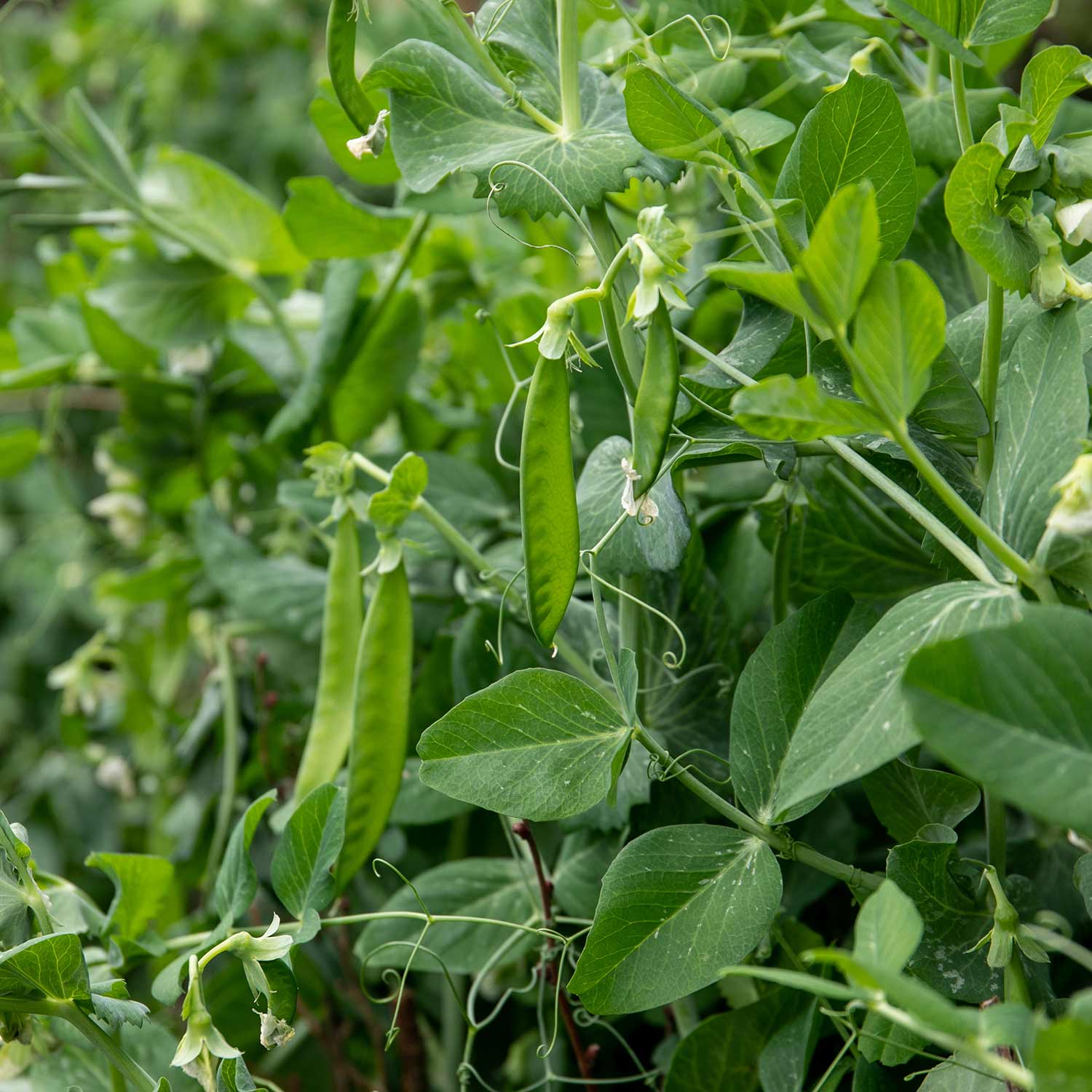 Pea Hurst Green Shaft | 300 Seeds