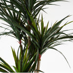 Leaf 120cm Artificial Uv Resistant Yucca