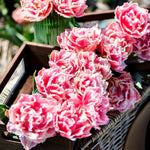 Thompson & Morgan Tulip Doubles Collection 30 Bulbs