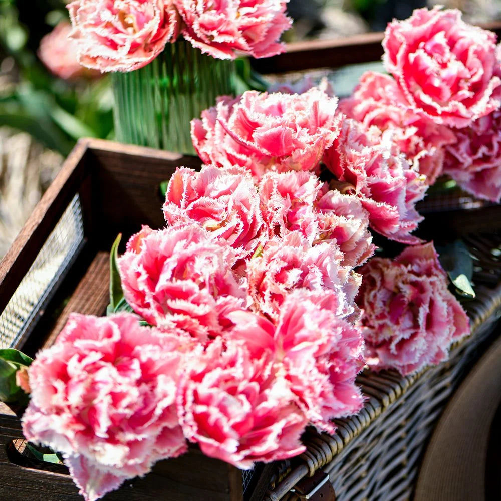 Thompson & Morgan Tulip Doubles Collection 30 Bulbs