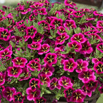 Calibrachoa 'cabaret Good Night Kiss' - Fuchsia Trailing Bedding Plant | 12 x Plug Plants | Fuchsia