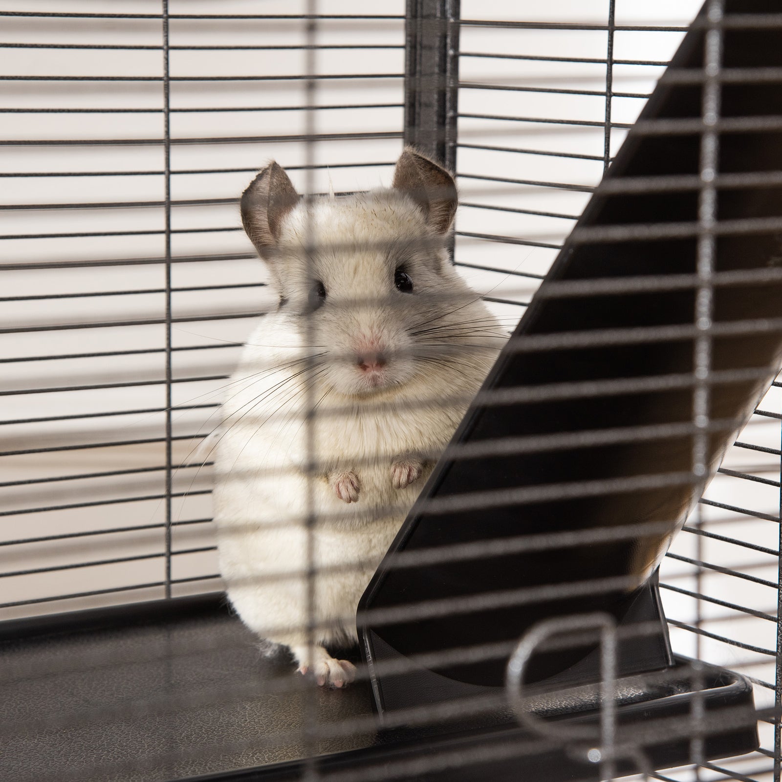 Rolling Small Animal Cage For Chinchillas Ferrets Kittens W/ Ramp | Silver