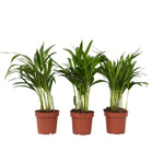 Areca Palm 'golden Cane' - 3 Pcs. - Dypsis Lutescens - Height 30-45cm - ⌀12cm | Set of 3 | Green