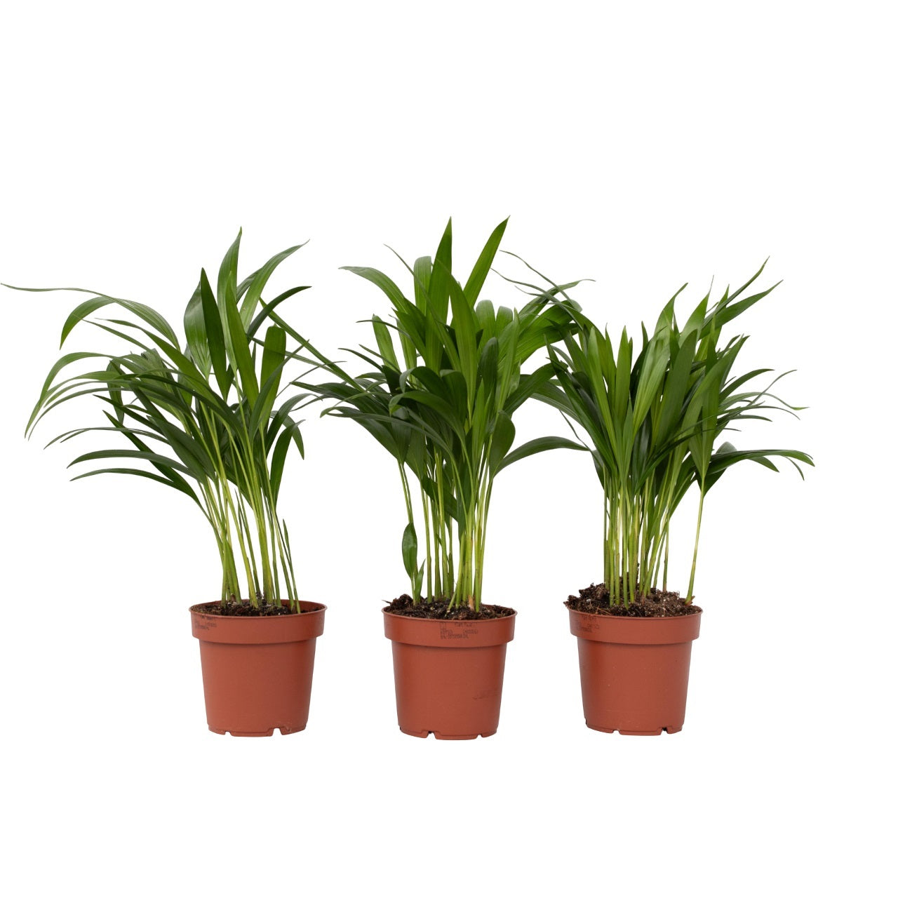 Areca Palm 'golden Cane' - 3 Pcs. - Dypsis Lutescens - Height 30-45cm - ⌀12cm | Set of 3 | Green
