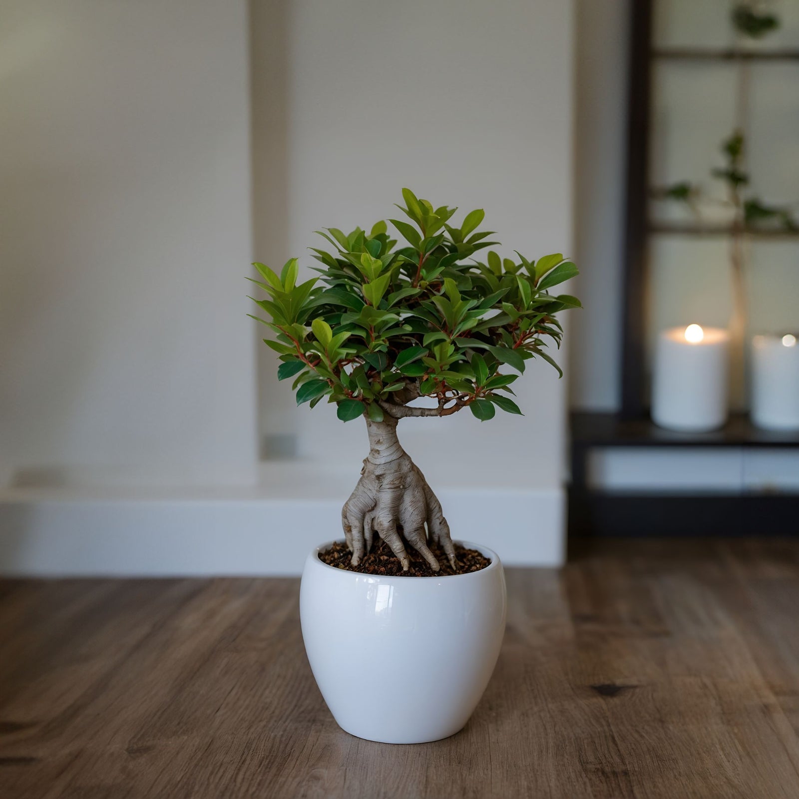 Curtain Fig - 2 Pcs. - Ficus Microcarpa - Height 30-40cm - ⌀12cm | Set of 2 | Green