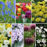 Thompson & Morgan Spring Spectacular Colour Collection 200 Bulbs