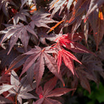 Acer Palmatum 'atropurpureum' - Purple-red Ornamental Tree | 1 x 3L | Burgundy