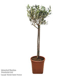 Standard Olive Tree 18cm Potted Plant | Set of 2