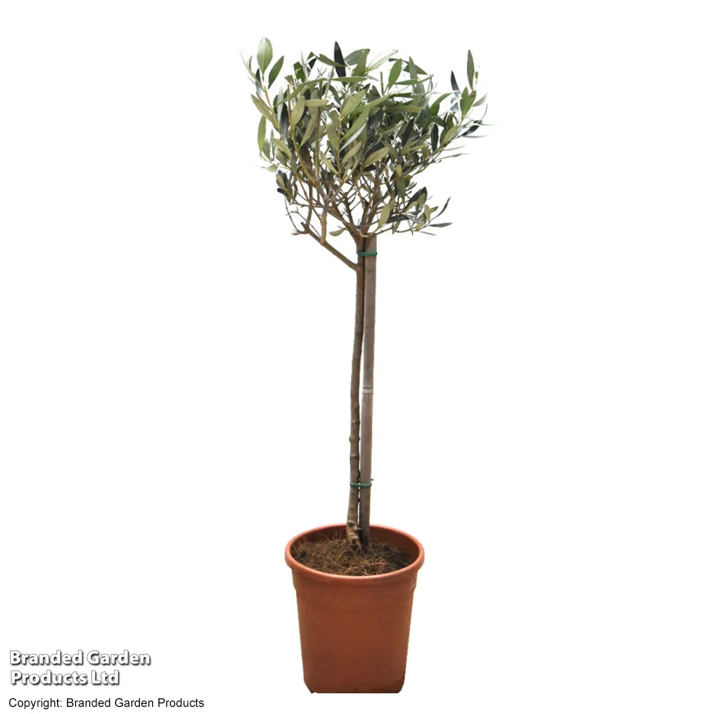 Standard Olive Tree 18cm Potted Plant | Set of 2
