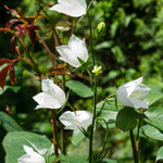 Shade Tolerant Border Perennial Collection - 2L garden ready pots. | Set-of-6 | Multi