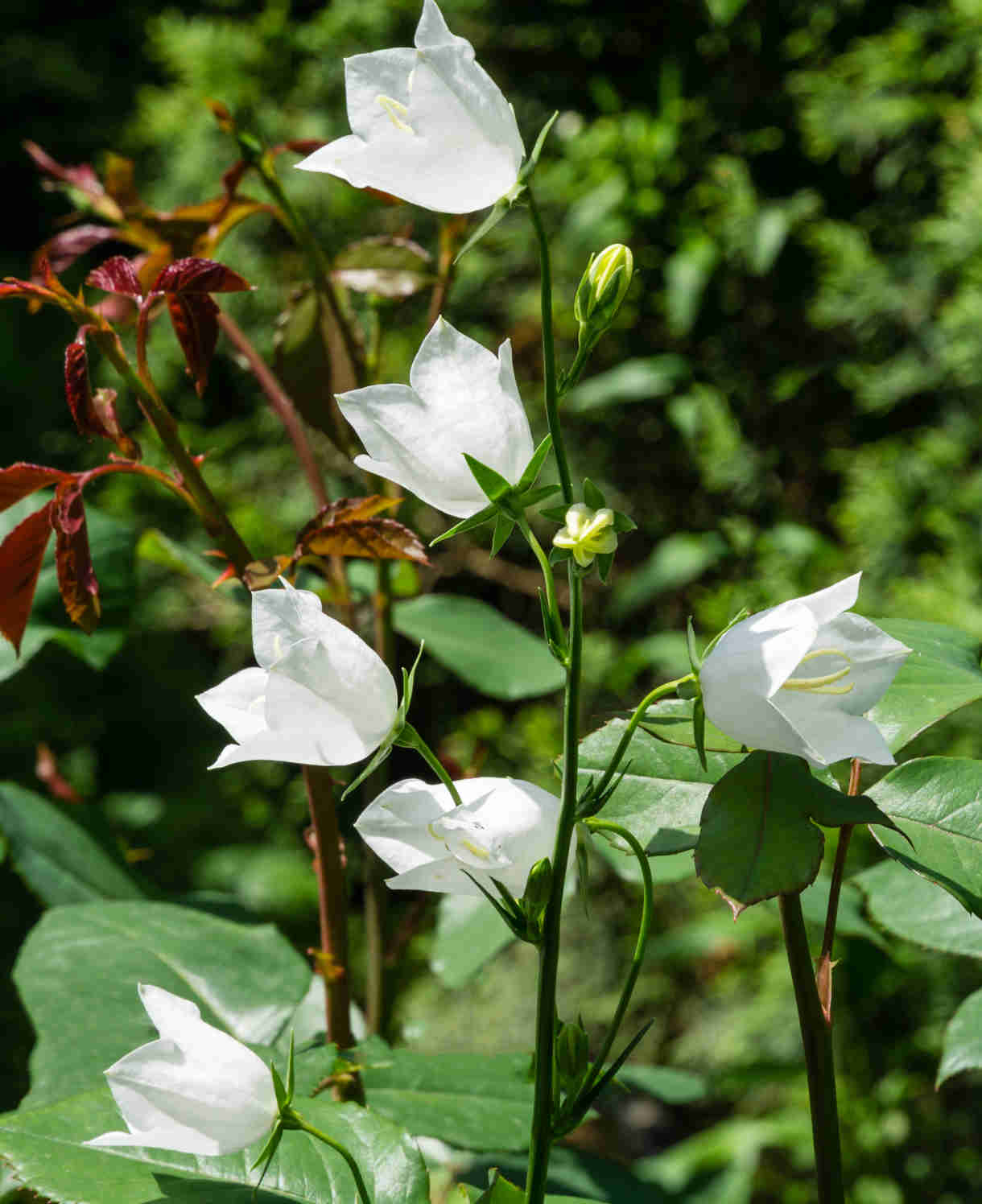 Shade Tolerant Border Perennial Collection - 2L garden ready pots. | Set-of-6 | Multi