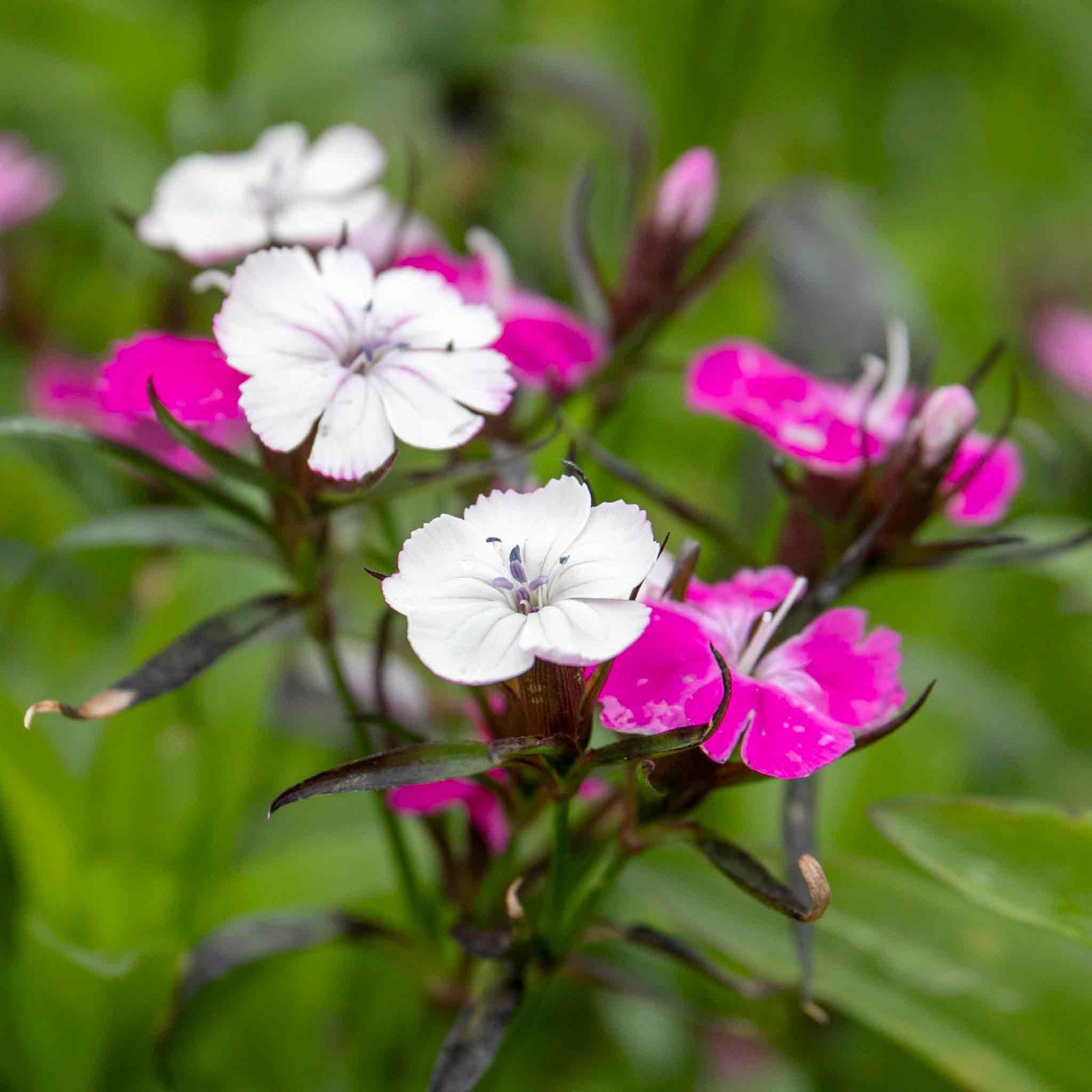 Dianthus 'dash Magician' - Colour-changing Perennial | 3 x 9cm