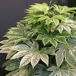 Fatsia Japonica 'spider's Web' Plant | 1 x 9cm | Green & White