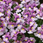 Nemesia 'nuvo Pink Bicolour' Bedding Plug Plants | Set of 12 | Pink