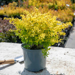 Berberis Thunbergii 'golden Horizon' | 1 x 3L | Yellow