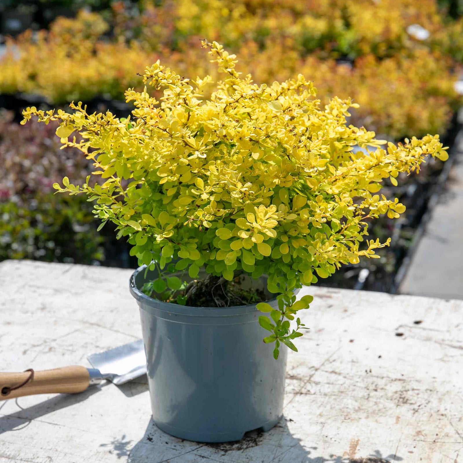 Berberis Thunbergii 'golden Horizon' | 1 x 3L | Yellow