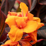 Canna Lily 'lily Tropicana' Plants | 1 x 2L | Purple & Green