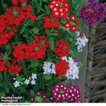 Verbena Quartz Mixed Garden Ready Plants - Brightly Coloured Annuals | 24 x Garden Ready Plants