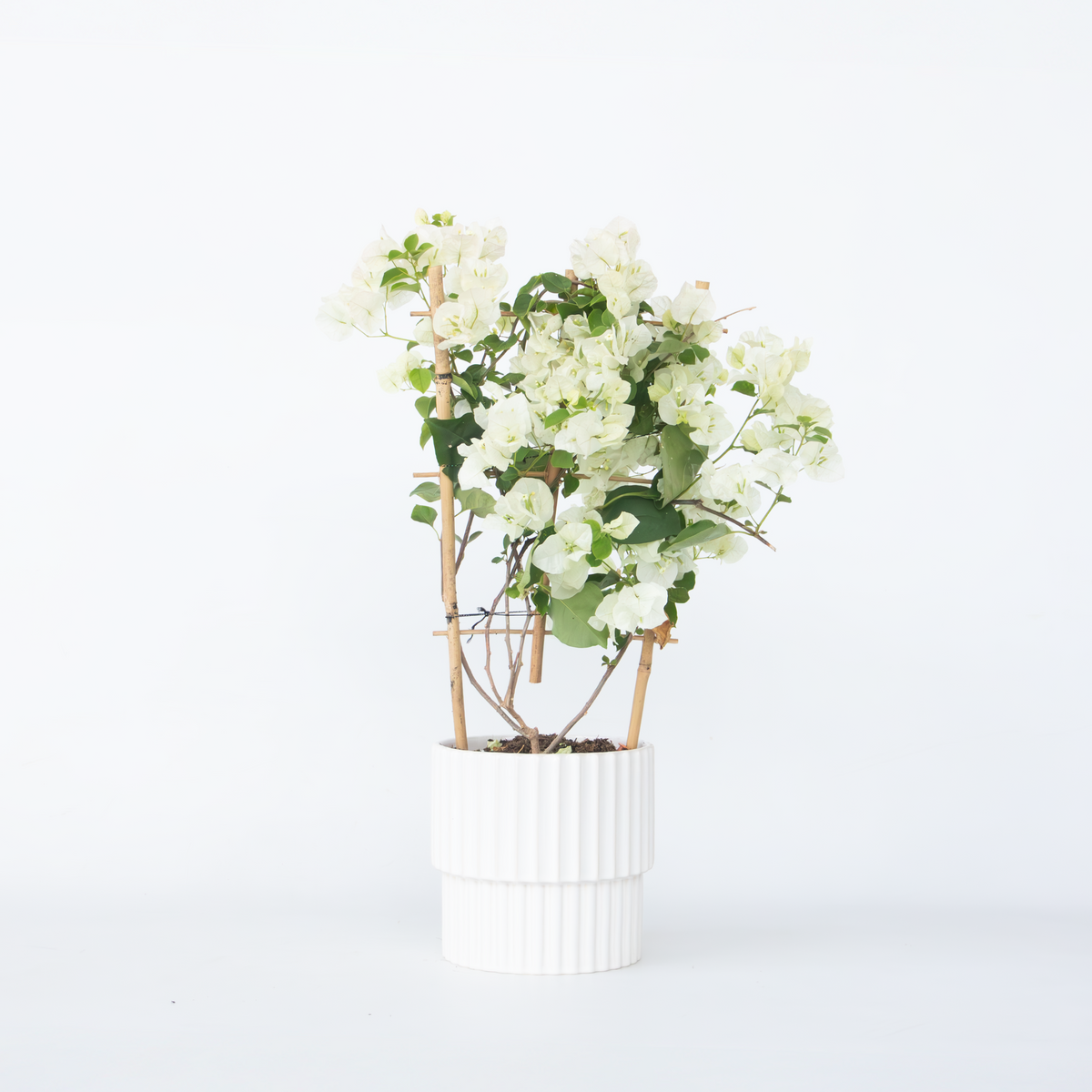 Paper Flower - Height 50-60cm - ⌀17cm | Set of 1 | White