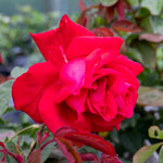 Rose 'fragrant Cloud' (hybrid Tea) Coral-red, Highly Fragrant | 1 x Bare Root | Red