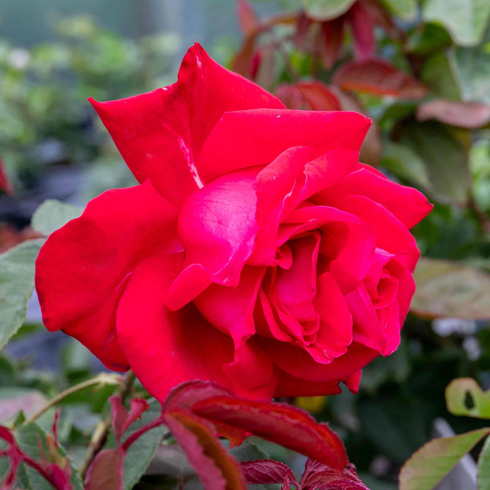 Rose 'fragrant Cloud' (hybrid Tea) Coral-red, Highly Fragrant | 1 x Bare Root | Red