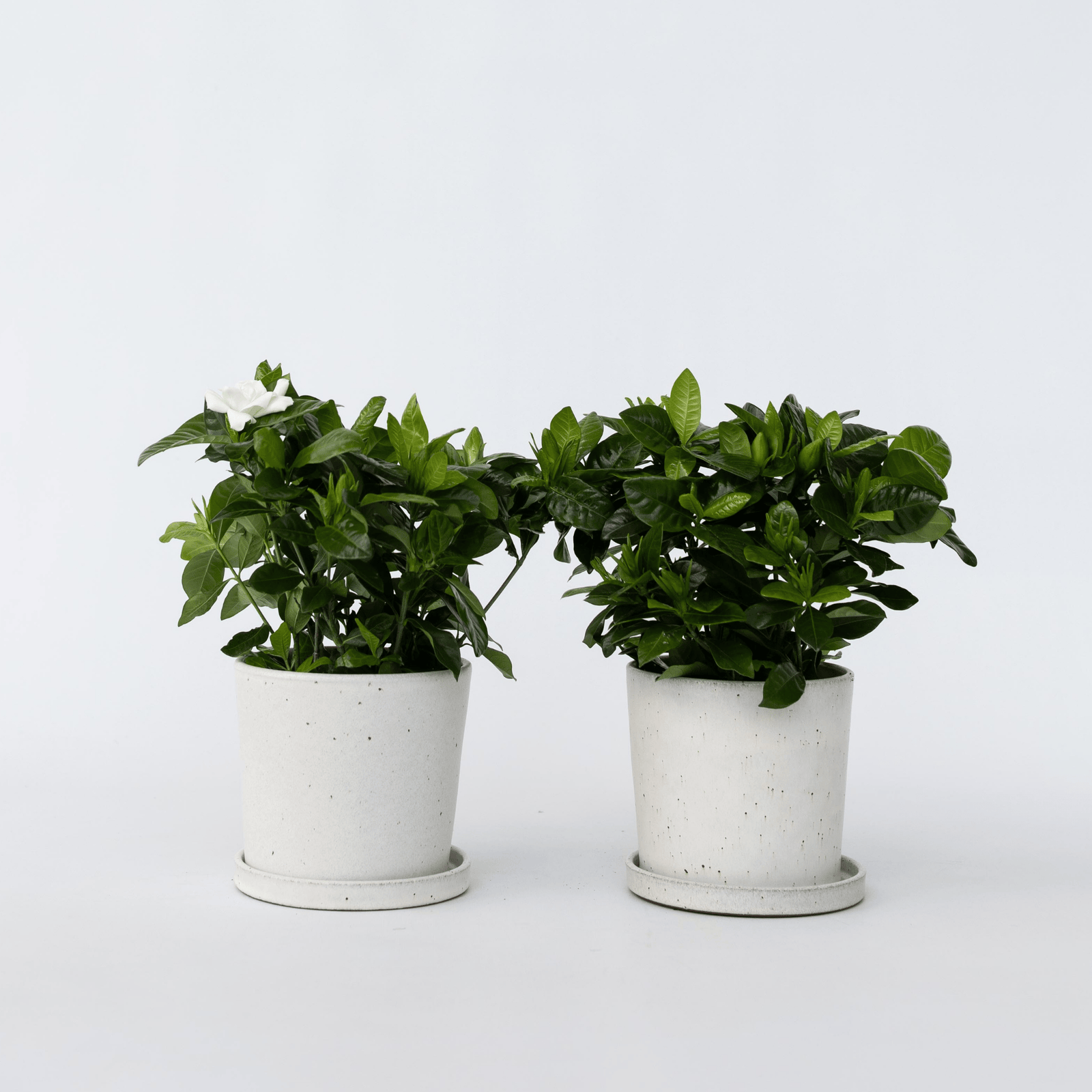 Cape Jasmine - 2 Pcs. - Gardenia Jasminoides - Height 20-30cm - ⌀13cm | Set-of-2 | White