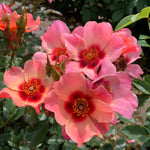 Rose 'for Your Eyes Only' Floribunda Roty 2015 | 1 x Bare Root | Pink