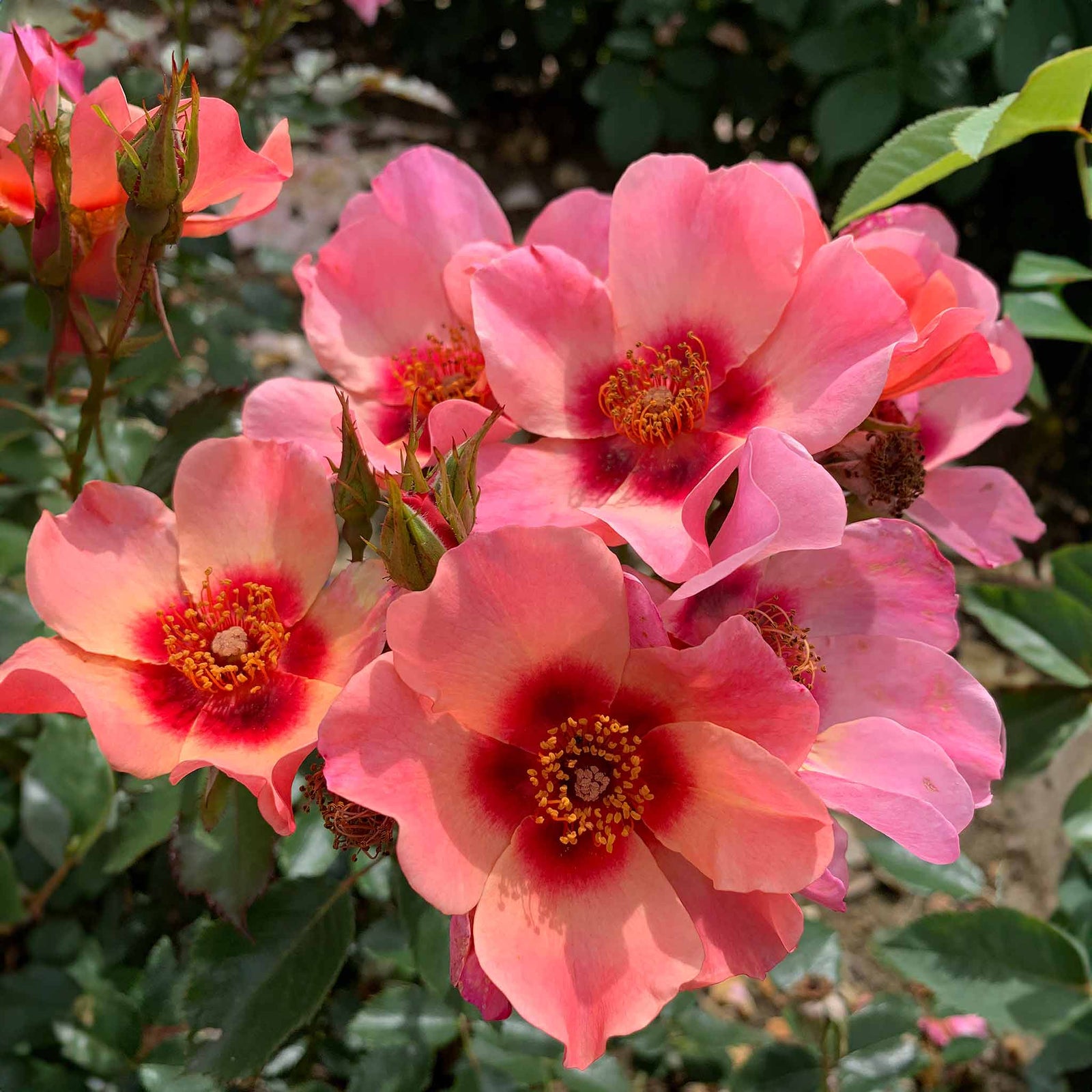 Rose 'for Your Eyes Only' Floribunda Roty 2015 | 1 x Bare Root | Pink