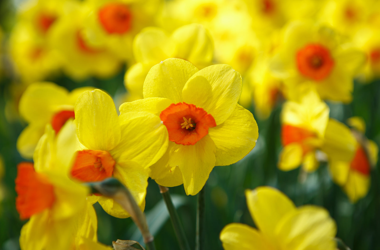 Narcissus Collection Bulbs | Set of 120