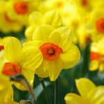 Narcissus Collection Bulbs | Set of 60