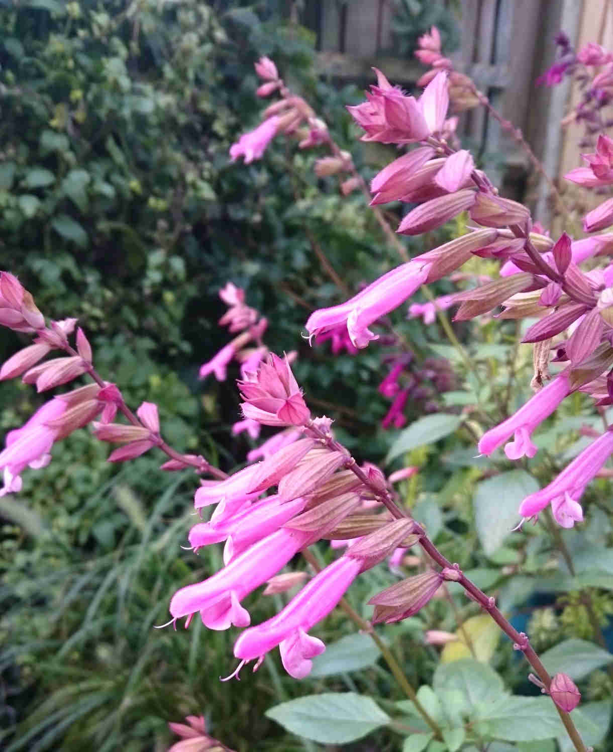 Salvia 'Kisses And Wishes' - 9cm Pot | 1 x 9cm | Pink