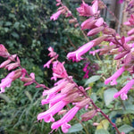 Salvia 'Kisses And Wishes' - 9cm Pot | 3 x 9cm | Pink