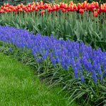 Grape Hyacinth Muscari Armeniacum | 50 x Bulbs | Multi