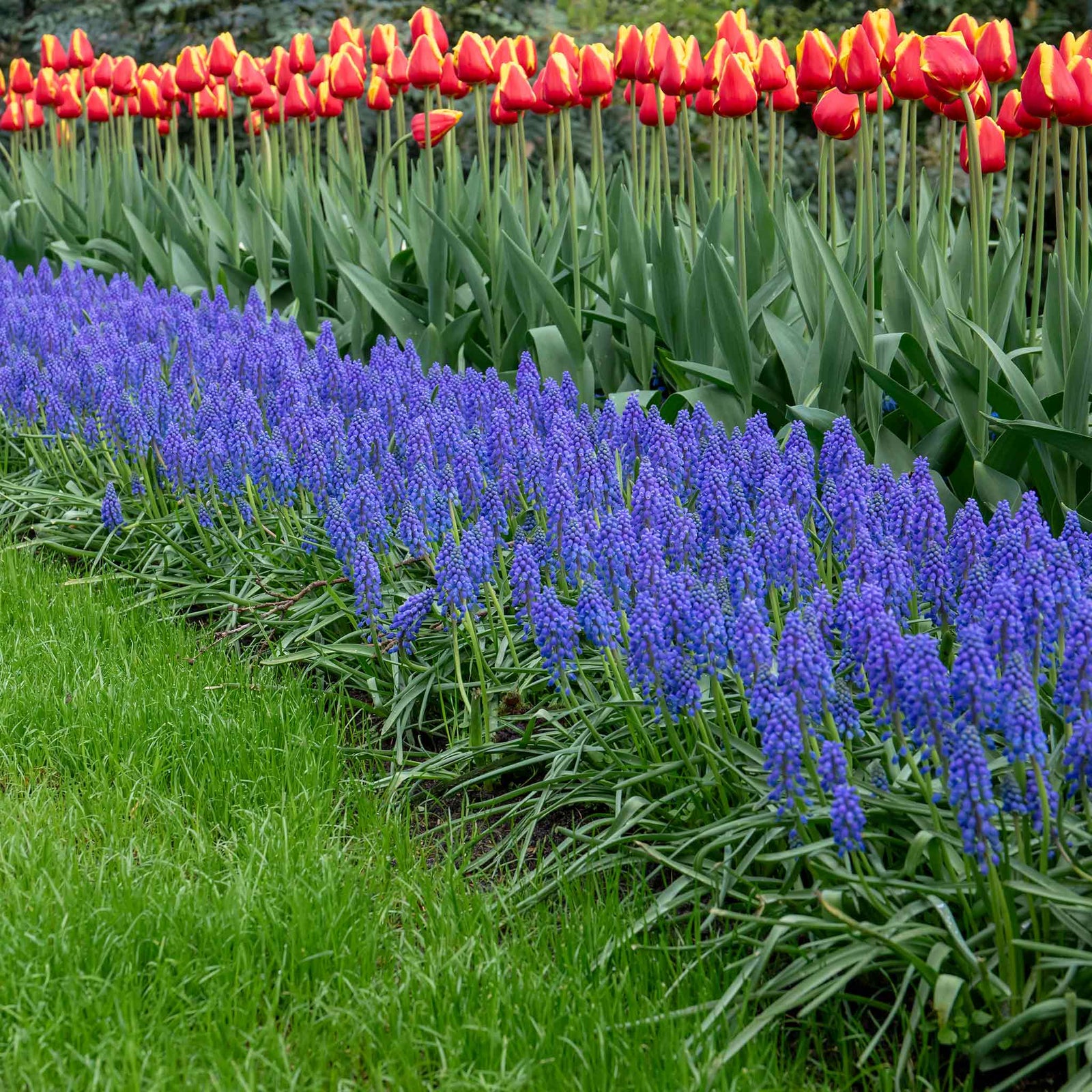 Grape Hyacinth Muscari Armeniacum | 50 x Bulbs | Multi