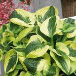 Hosta 'brim Cup' Compact Variegated Shade Hosta 9cm Plant | 3 x 9cm | Multi