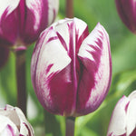 Tulip 'blueberry Ripple' Bulbs | 16 x Bulbs