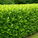 10x Large 2-3ft Griselinia Hedging Shrubs, Supplied In 3 Litre Pots